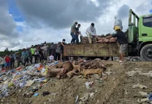 Puluhan Ekor Babi Tanpa Dokumen Dimusnahkan Pihak Karantina