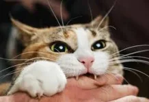 Tampak Sepele, tapi Gigitan Kucing Bisa Berisiko Serius