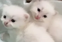 Tips Merawat Kebersihan Anak Kucing