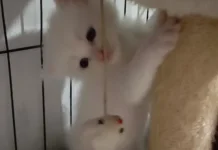 Usia Tepat Anak Kucing Mulai Makan