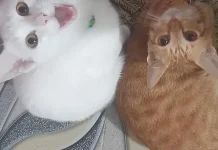 Induk Kucing Menyusui Mudah Lapar, Wajarkah?