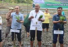 Bupati Nias Utara Tanam Padi Bersama Petani di Faekhuna’a, Dorong Ketahanan Pangan