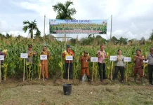 Wabup Nias Utara Hadiri Panen Raya Jagung Manis BUMDes Howu-Howu Desa Lawira Satua