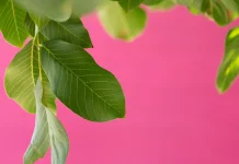 Manfaat Daun Jambu untuk Kesehatan yang Perlu Diketahui