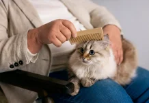 Bahaya Bulu Kucing bagi Kesehatan