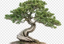 Mengapa Tanaman Bonsai di Jual Mahal?