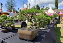 Merawat Bonsai, Seni Kesabaran di tengah Kesibukan