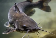 Ikan Lele Baik Dikonsumsi Anak-Anak? Ini Penjelasannya