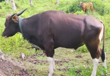 Pemeriksaan Hewan Qurban Diintensifkan jelang Idul Adha di Kota Gunungsitoli