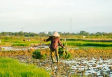 Peran Petani dalam Menjaga Ketahanan Pangan
