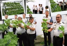 Panen Raya Pokcoy Hidroponik, Bukti Nyata Kemandirian di Lapas Gunungsitoli