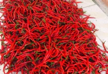 April 2026 Cabai Merah di Kota Gunungsitoli Mengalami Deflasi 62,21 persen
