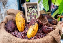 Dibalik Manisnya Cokelat, Tersimpan Manfaat bagi Tubuh dan Pikiran