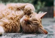 Mengapa Manusia Suka Kucing? Ini Penjelasan Ilmiahnya