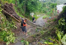 Cuaca Buruk, Pohon Tumbang dan Longsor, TRC BPBD Lakukan Penanganan