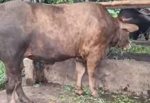 Kabupaten/Kota di Kepulauan Nias Kebagian Sapi Qurban Bantuan Presiden