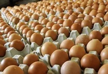 Satu Pekan jelang Idul Adha, Harga Dading Ayam Sedikit Merangkak Naik