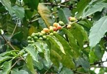 Nikmat dan Kaya Cita Rasa dari Kopi Arabika