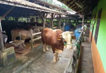 DPD BKPRMI Kota Gunungsitoli Akan Menyembelih 1 Hewan Qurban