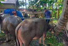 Shabibul Qurban BKM Al-Falah Tohia Siapkan 9 Hewan Qurban