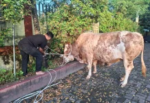 Sapi Qurban Jenis Simental Bantuan Presiden RI, Tiba di Gunungsitoli