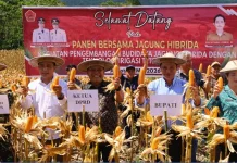 Bupati Eliyunus Panen Bersama Jagung Hibrida di Lahan Pertanian Simaeasi