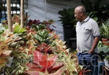 Tips Menanam Cabai yang Benar