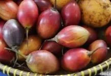 Tips Membuat Jus Terong Belanda