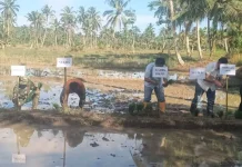 Penanaman Perdana Padi Sawah di Desa Sitolubanua
