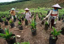 Cara Budidaya Kelapa Sawit yang Benar