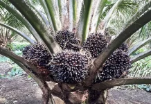 Berikut Tahapan Pembibitan Kelapa Sawit