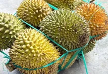 Musim Durian di Gunungsitoli, Dinikmati Langsung hingga Diolah Menjadi Dodol
