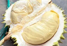 Musim Durian, Nikmat Dikonsumsi dengan Tetap Perhatikan Kesehatan