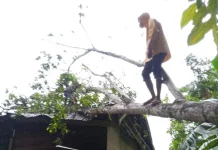 Pohon Tumbang di Desa Onozitoli Siforoasi , Warga diimbau Waspada Potensi Bencana