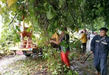 Lagi lagi Pohon Tumbang di Kawasan Laowomaru akibat Hujan Deras