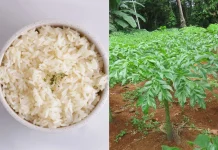 Manfaat Nasi Porang Sebagai Alternatif Pengganti Nasi