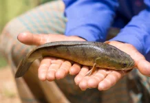 Ikan Gabus Mempercepat Proses Penyembuhan Luka