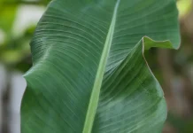 Amankah Daun Pisang Digunakan Sebagai Pembungkus Makanan?