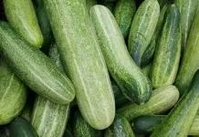 Manfaat Buah Mentimun bagi Kesehatan