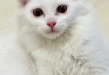 Cara Memandikan Kucing Umur 3 Bulan dengan Aman