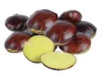 Asal Usul Jengkol