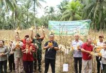 BUMDesa "SIGA" Gelar Panen Perdana Jagung Hibrida
