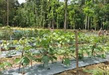 Kisah Petani Mengelola Lahan 5 Hektar: Merawat Durian, Memanen Sayuran