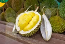 Berikut Tips Mendapatkan Durian Besar dan Manis