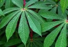 Manfaat Daun Singkong dan Cara Mengolahnya
