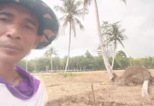 Atasi Keterbatasan Irigasi, Petani Tuhemberua Terapkan Metode tanpa Olah Tanah