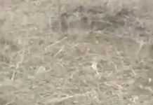Atasi Keterbatasan Irigasi, Petani Tuhemberua Terapkan Metode tanpa Olah Tanah