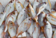 Tips Menghilangkan Bau Amis pada Ikan agar Masakan Lebih Lezat