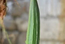 Manfaat Sayur Oyong jika Rutin Dikonsumsi