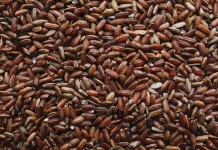 Mengapa Beras Merah Disarankan untuk Program Diet?